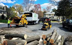 Best Tree Removal  in Maysville, MO