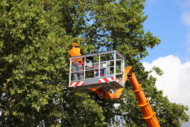 Best Stump Grinding and Removal  in Maysville, MO