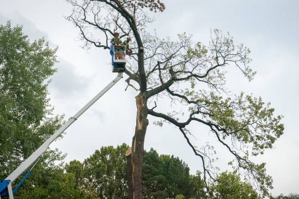 Best Hazardous Tree Removal  in Maysville, MO