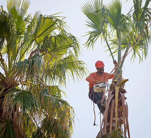 How Our Tree Care Process Works  in  Maysville, MO