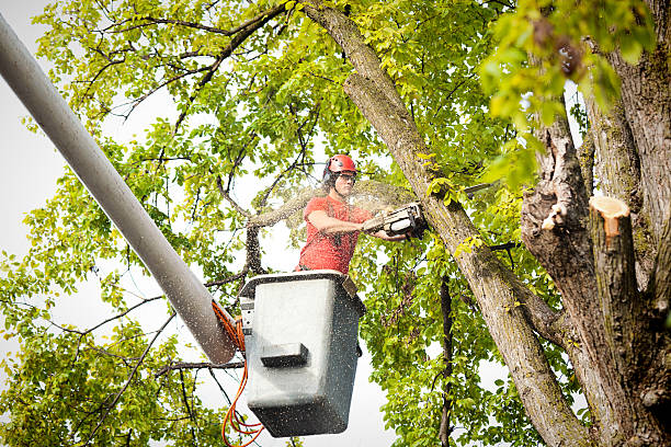 Best Hedge Trimming  in Maysville, MO